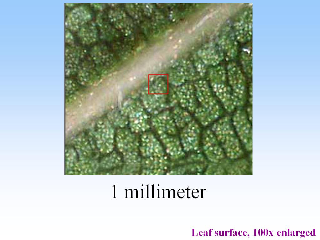 1 millimeter