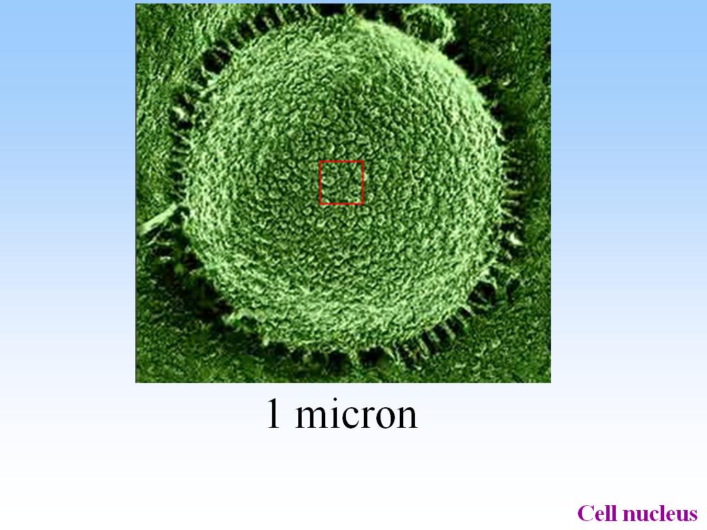 1 micron