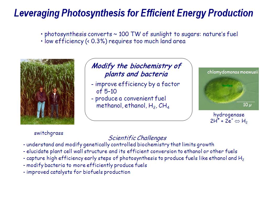 Leveraging Photosynthesis for Efficient Energy Production
